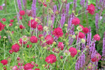 Knautia macedonica or Macedonian Scabious ‘Red Knight’ in flower.