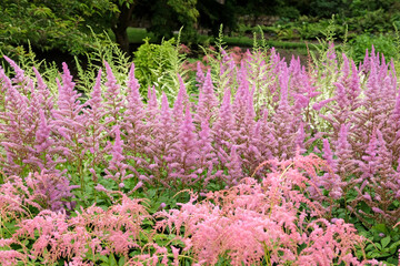 Pink Astilbe arendsii ‘Amethyst’ in flower during the summer months.