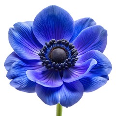 blue anemone flower isolated on white