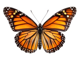 Fototapeta premium butterfly isolated on white background