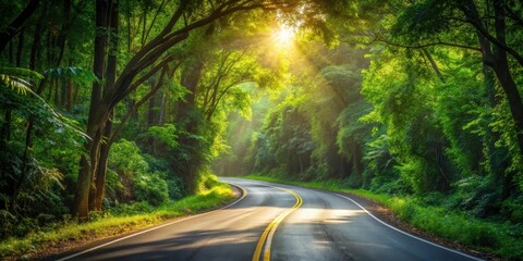 Fototapeta premium Sunlit Winding Road Through Lush Green Forest Canopy