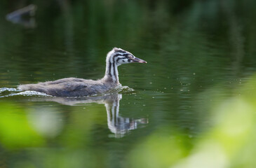 close up crested grebe from the side, young great crested grebe between green leaves, great crested grebe with juvenile plumage, beautiful striped plumage, framed bird, bird framed with leaves