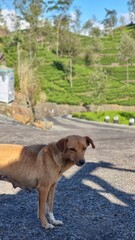 dog on the road