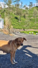 dog on the hill roads 