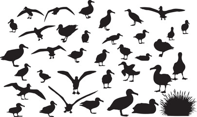 Vector Albatross Silhouette Collection