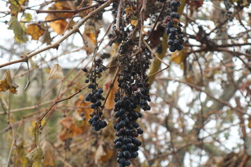 Grapevine with fruit after the first frost. Bunches of blue grapes after frost. Grape bushes damaged by frost.