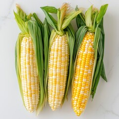 Fresh corn on the cob with green leaves nature organic close-up
