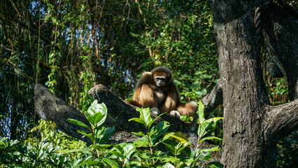 monkey sitting on a tree