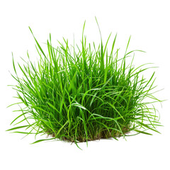 A patch of fresh green lawn grass, isolated on a white background, highlighting vibrant and natural