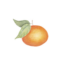 Peeled mandarin watercolor. Set of mandarin fruit design elements. Ripe orange watercolor. Orange fruit vitamin. Food illustration . juice citrus menu