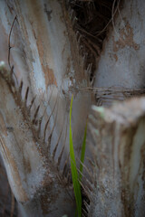 It has a distinctive trunk shape and leaves.