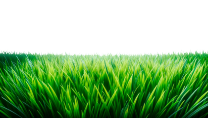 Green grass blades, isolated style, on white background, representing nature and freshness. Clean design and concept of growth and greenery. Ai generative