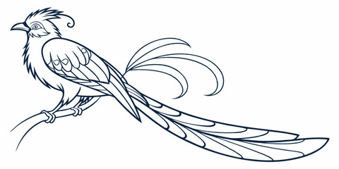 Vector Paradise Bird Line Art, isolated white background