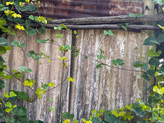 A wall covered in vines and leaves