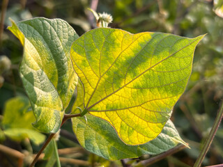 A leaf with a yellow and green stripe is shown in the sunlight