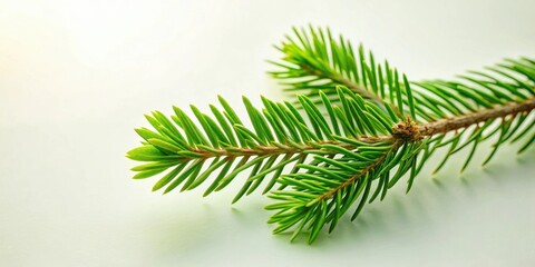 Obraz premium Close-up view of vibrant green evergreen branches on a light background