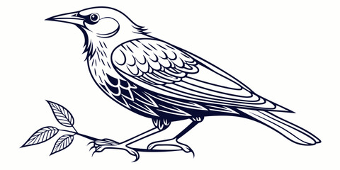 Vector Starling Bird Line Art, isolated white background