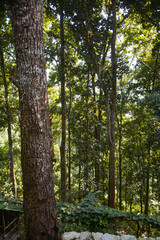 trees in the forest in Gangtok sikkim