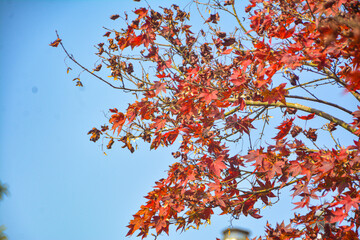red autumn leaves in pelling sikkim