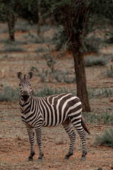 Adventures in the Serengeti savannah to see the wilderness life of the zebras