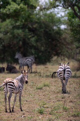 Adventures in the Serengeti savannah to see the wilderness life of the zebras