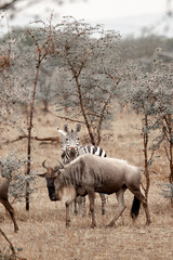 Adventures in the Serengeti savannah to see the wilderness life of the zebras