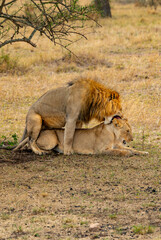 Adventures in the Serengeti savannah to see the wilderness life of the lions