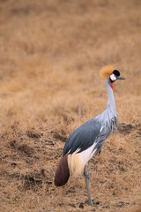 Adventures in the Serengeti savannah to see the wilderness life