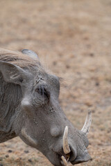 Adventures in the Serengeti savannah to see the wilderness life