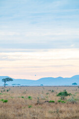 Adventures in the Serengeti savannah to see the wilderness life