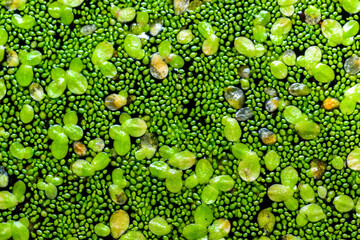 A continuous layer of floating algae Lemna and Wolffia on the surface of a eutrophic lake, Ukraine