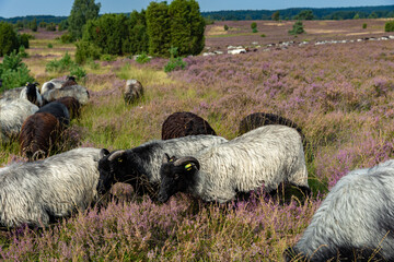 Große Heidschnucken und Ziegenherde in der Lüneburger Heide zwischen Undeloh und Wilsede