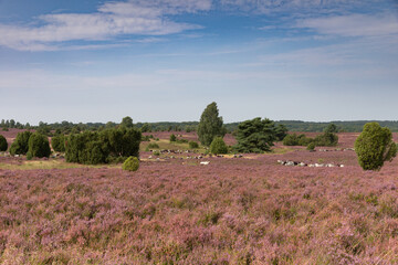 Große Heidschnucken und Ziegenherde in der Lüneburger Heide zwischen Undeloh und Wilsede