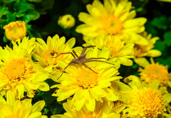 The nursery web spider Pisaura mirabilis - brown spider waits for its prey on yellow aster flowers in the garden
