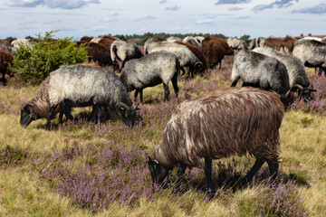 Große Heidschnucken- und Ziegenherde in der Lüneburger Heide bei Niederhaverbeck