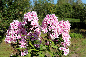 Pale pink phlox bush against a garden background on a sunny day - color horizontal photo
