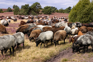 Große Heidschnucken- und Ziegenherde in der Lüneburger Heide bei Niederhaverbeck