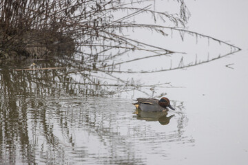 Alzavola ,Anas crecca, nell'oasi naturalistica di Manzolino in una giornata nebbiosa.