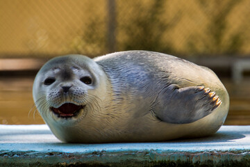 Common or harbor seal baby © belizar