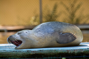 Common or harbor seal baby