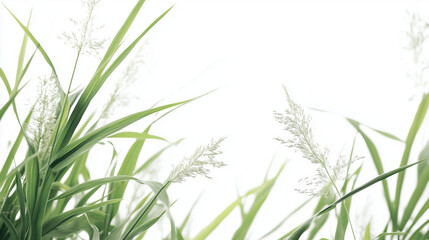 Naklejka premium green grass isolated on white