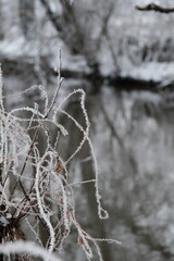 Gefrorene Gräser am Ufer eines Flüsschens