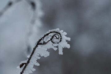 Pflanze mit Eiskristallen bedeckt