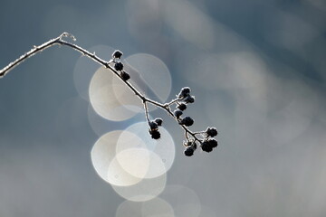 Gefrorener Zweig mit Bokeh im Hintergrund