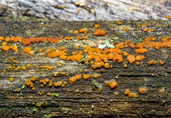 Dacrymyces sp. -  wood-decomposing saprotrophic fungi on the surface of an old rotten tree trunk, Ukraine