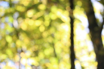 An out of focus bokeh effect natural forest background