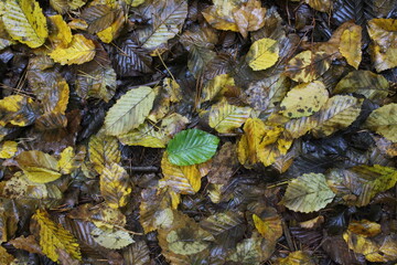 An autumnal scene in a park, of autumn leaves on the ground, with one green leaf