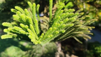 Close up of vibrant green pine needles in sunlight