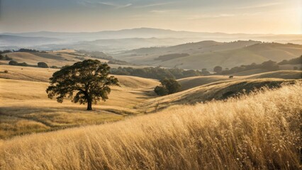Obraz premium A solitary tree stands tall amidst a field of golden grass, its branches reaching towards the distant, hazy hills bathed in the warm glow of the setting sun.