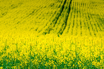 Champ de colza, tout jaune